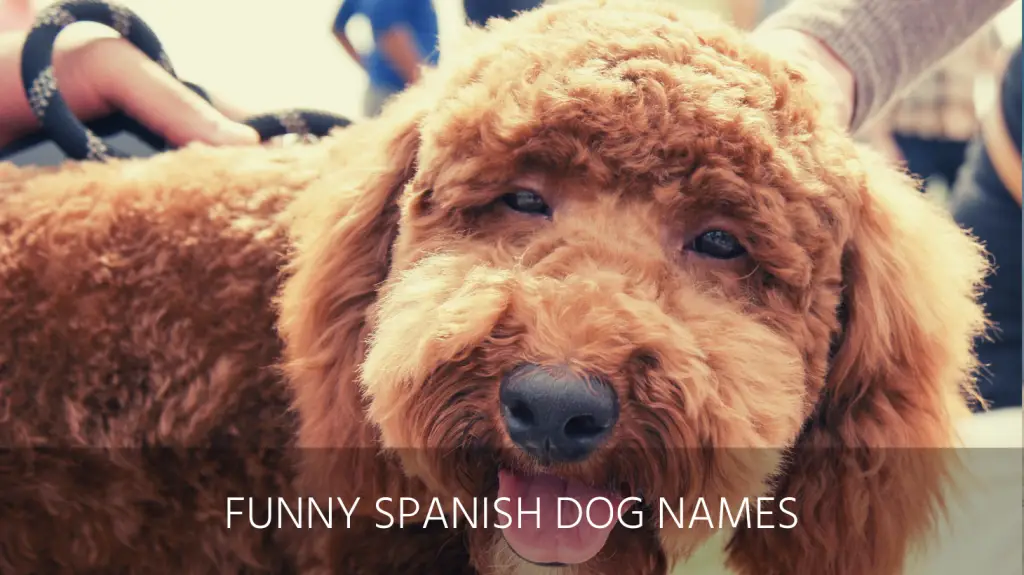 Ultimate List Of The Top 300 Spanish Dog Names Funny Cool Popular 