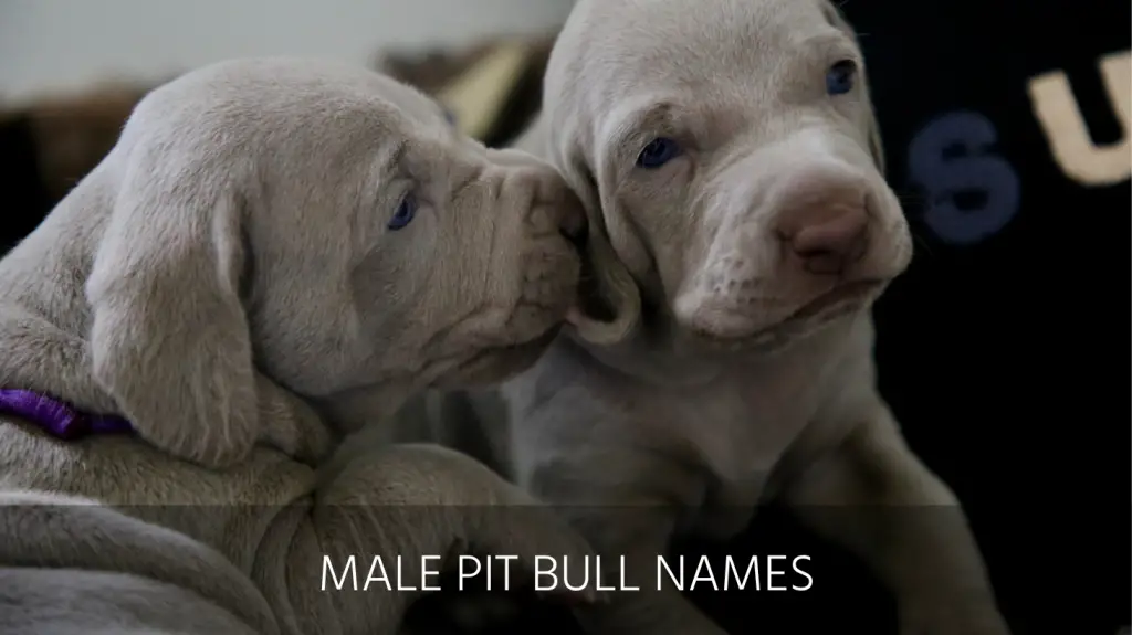 Ultimate List Of The Top 350 Pit Bull Dog Names Tough Unique   Dog Names Header 61 1024x575 