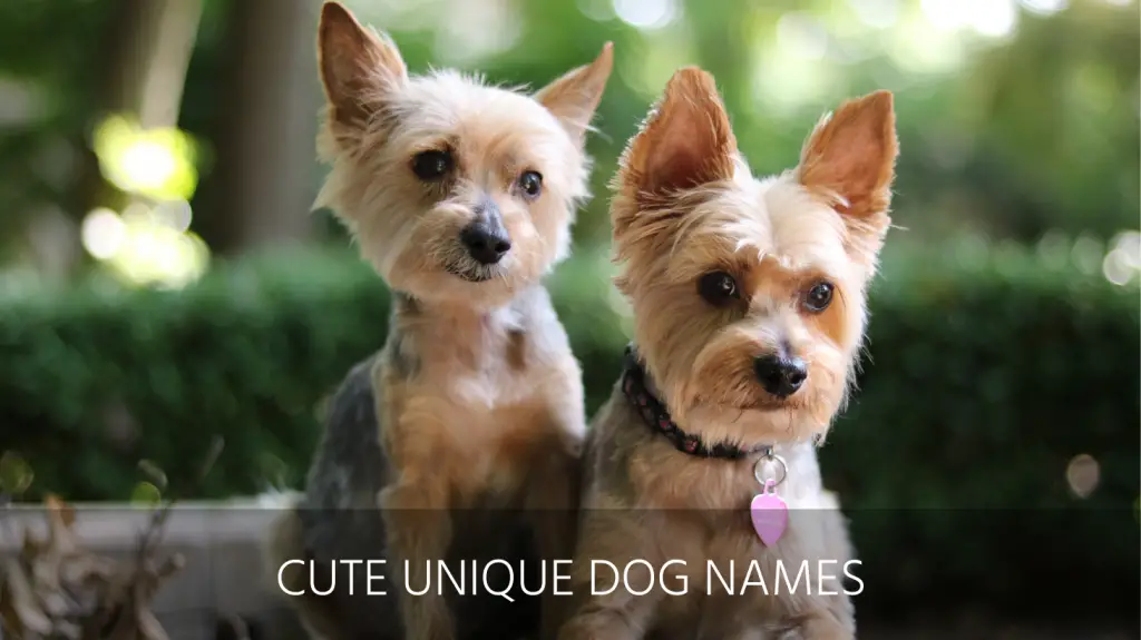 Ultimate List of the Top 450+ Unique Dog Names - Quirky, Unusual