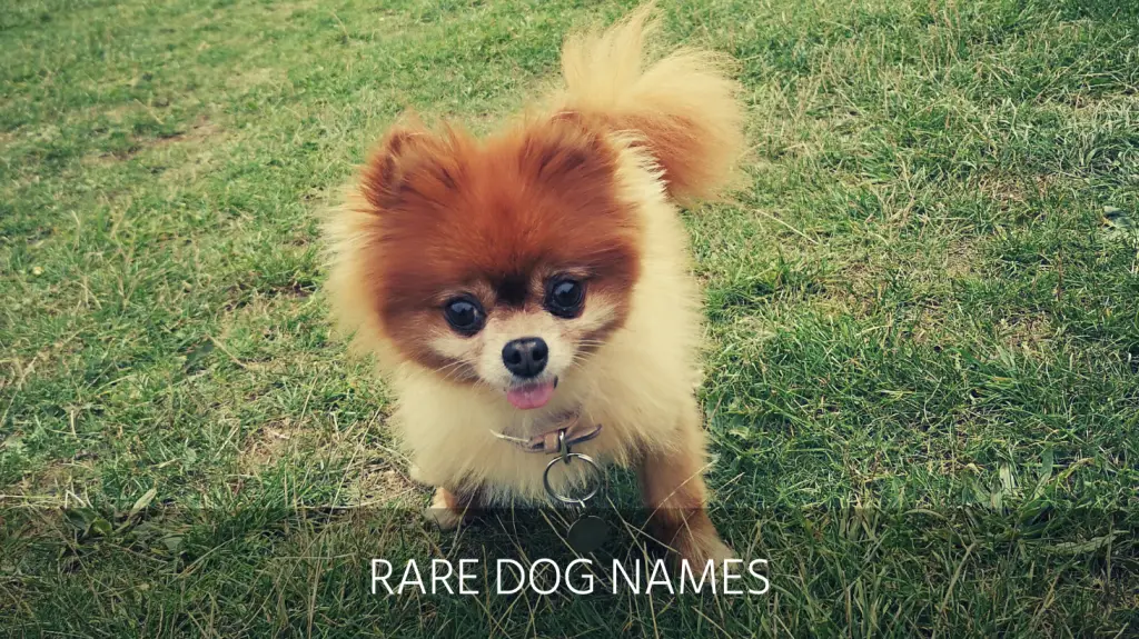 Ultimate List of the Top 450+ Unique Dog Names - Quirky, Unusual ...