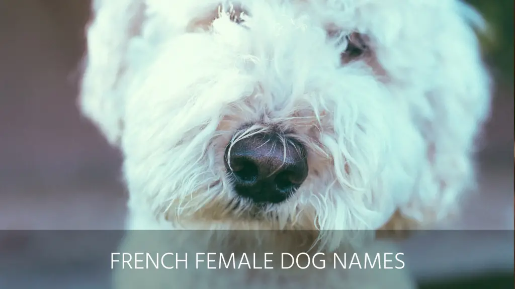 Ultimate List Of The Top 300 French Dog Names Cajun Cute Popular And Creole Puppy Name Ideas