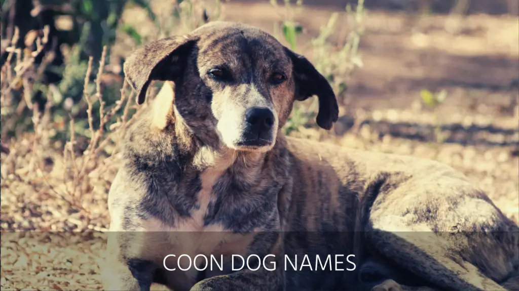 Coon best sale dog names