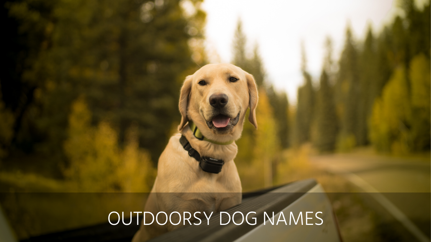 Ultimate List of the Top 400+ Hunting Dog Names - Duck Hunting, Gun ...