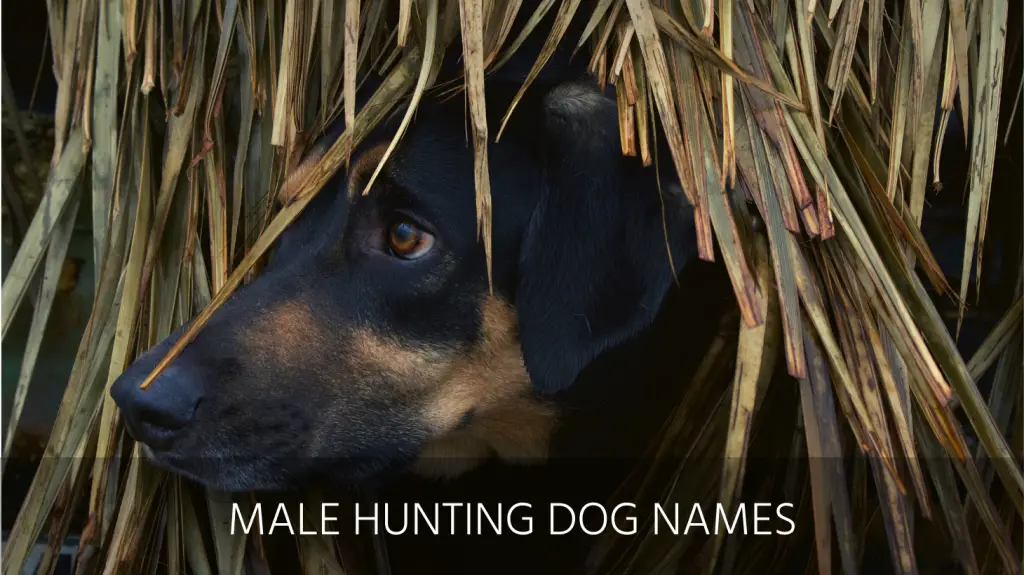 Ultimate List Of The Top 400 Hunting Dog Names Duck Hunting Gun And Outdoorsy Puppy Name Ideas