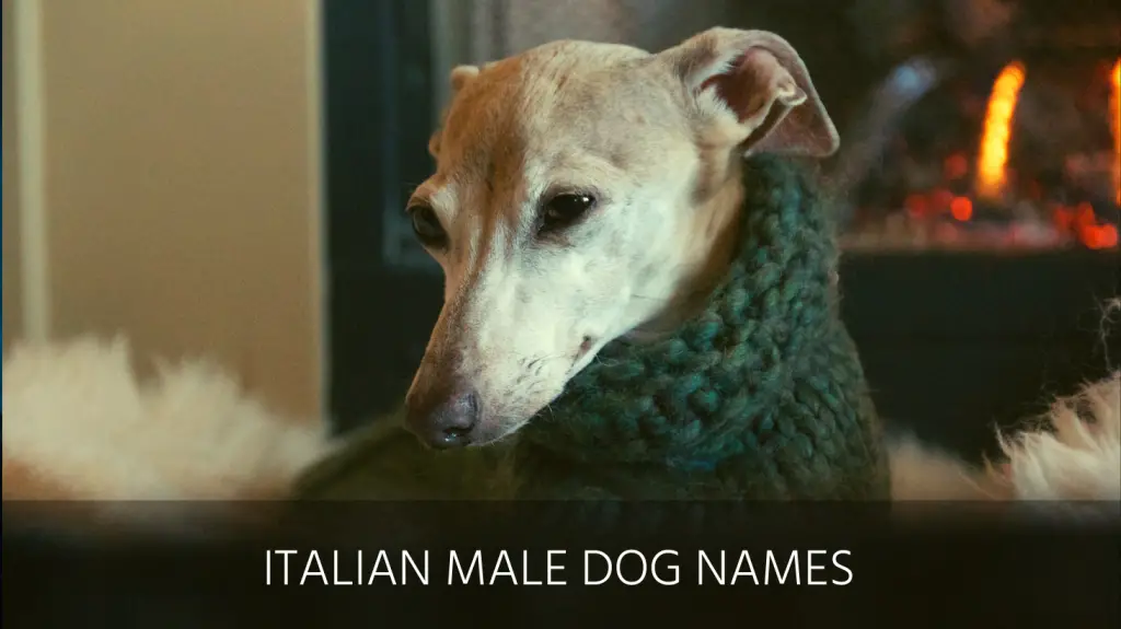 italian dog names