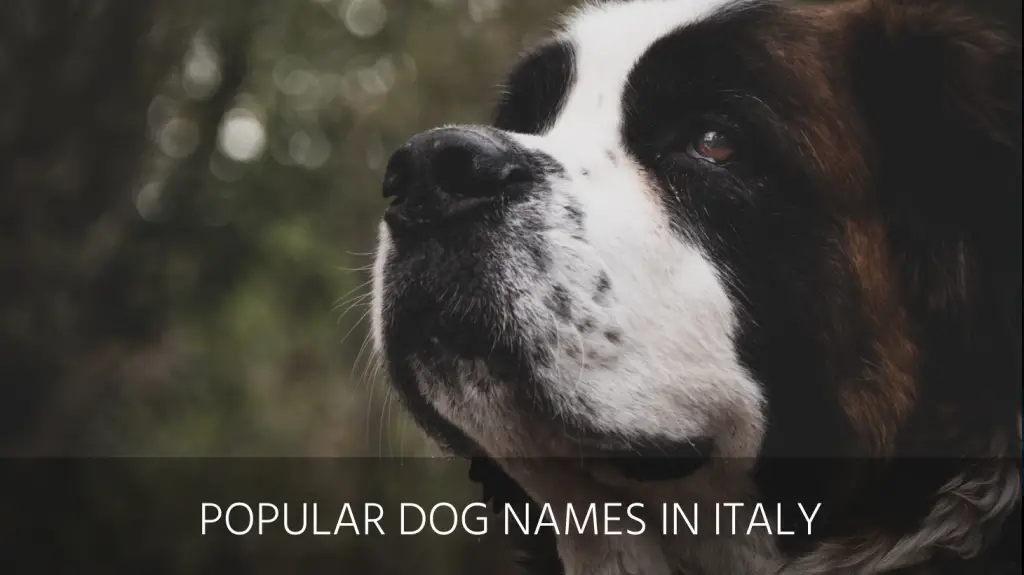 ultimate-list-of-the-top-250-italian-dog-names-cute-unique-cool