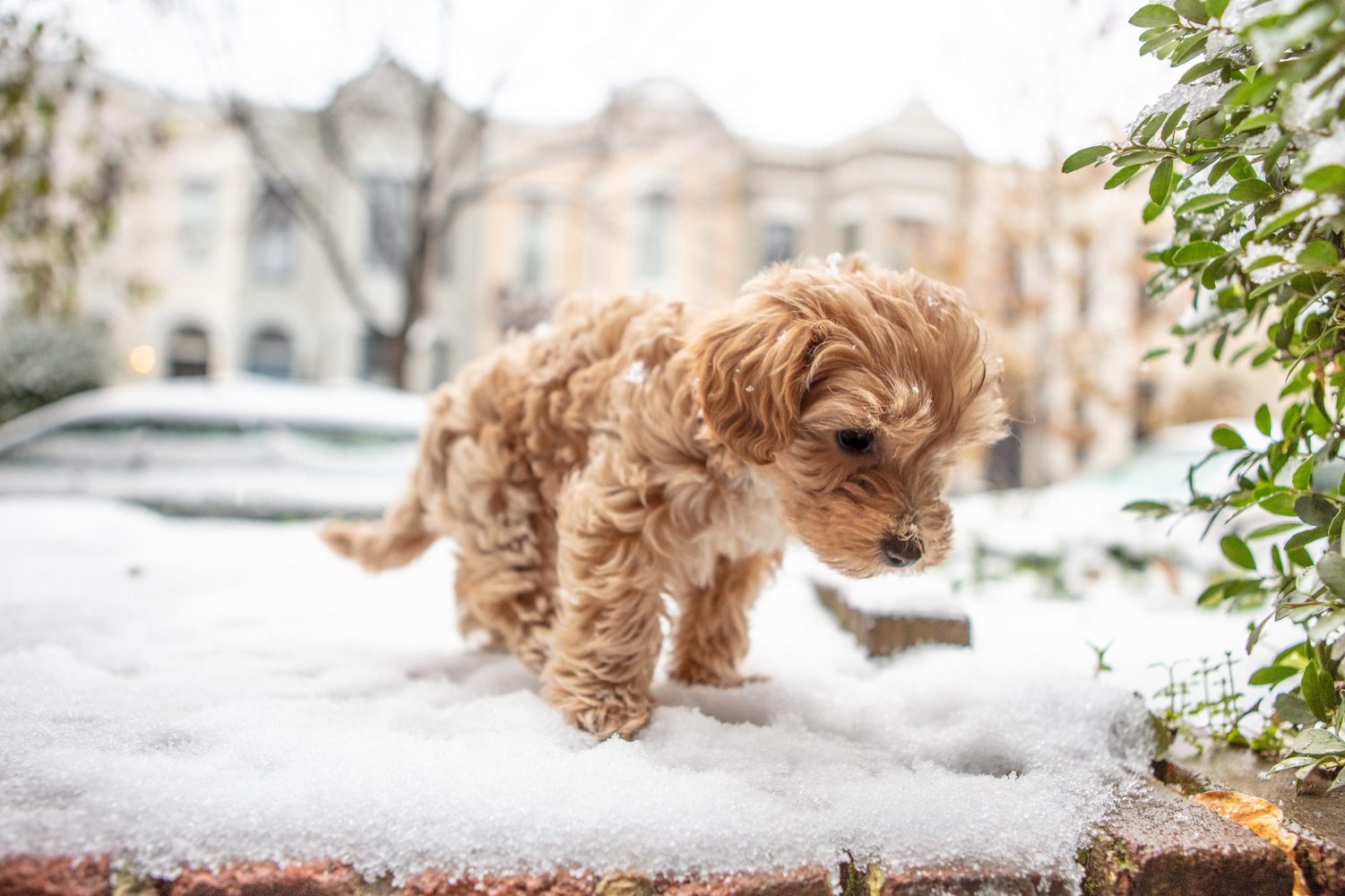 ultimate-list-of-the-top-600-brown-dog-names-cute-and-popular-puppy