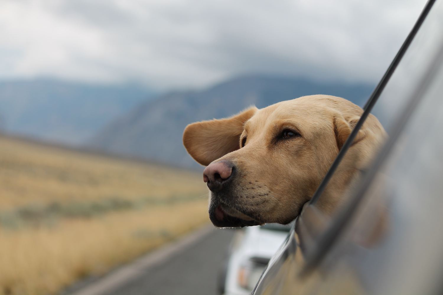 Ultimate List of the Top 100+ Badass Dog Names - Strong, Country, and Guard Dog Name Ideas for