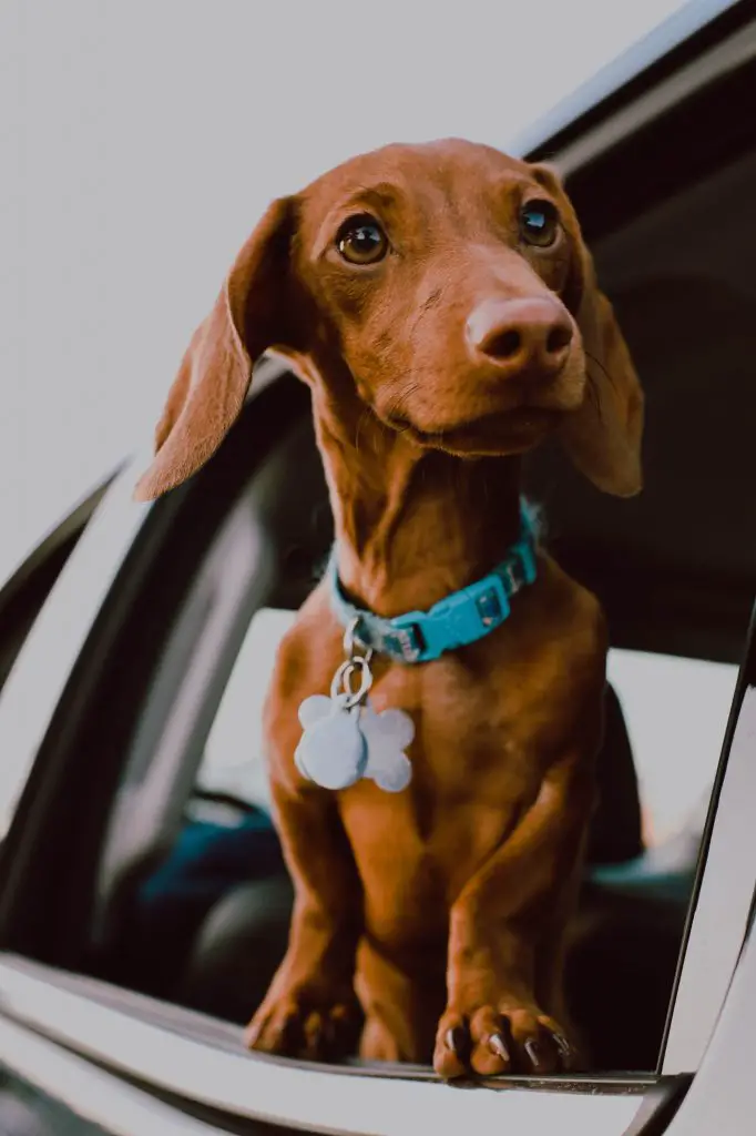 dachshund dog names