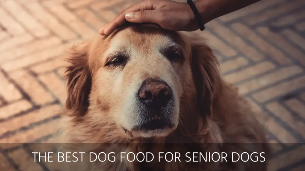 best dog food senior dogs