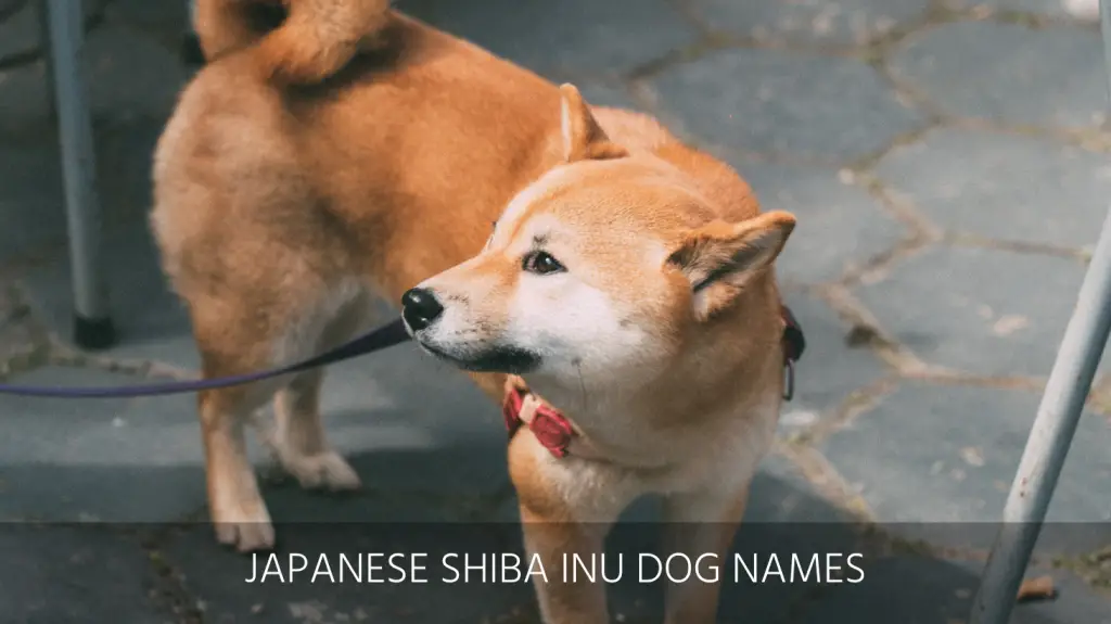 japanese shiba names