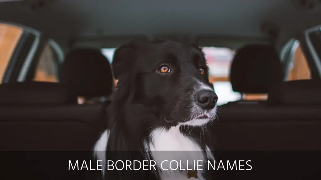 male border collie  names