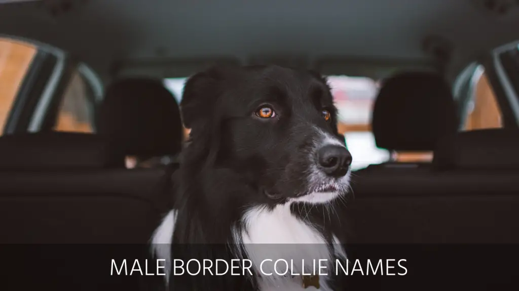 cute border collie names