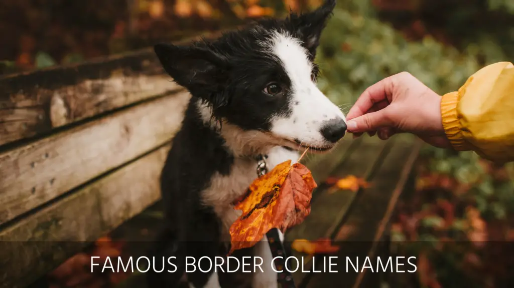 Famous border best sale collie names