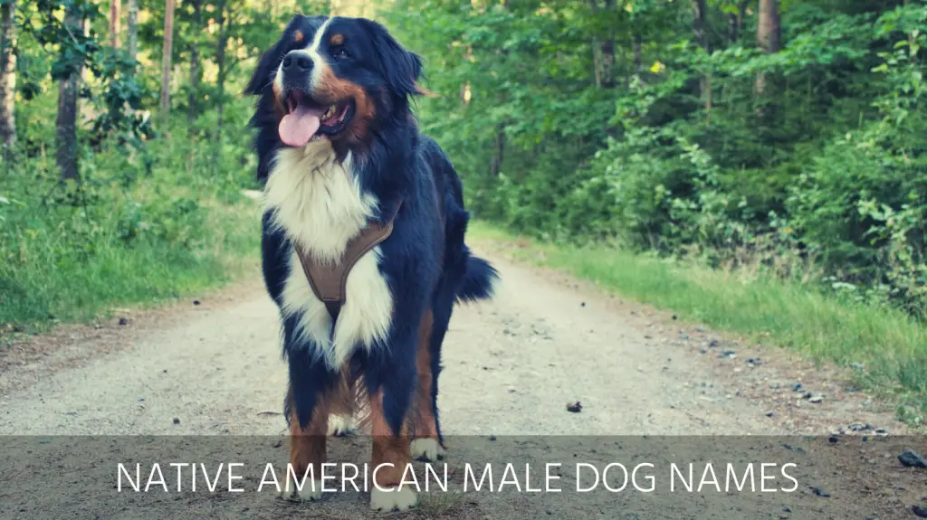 370-native-american-dog-names-with-meanings-petpress