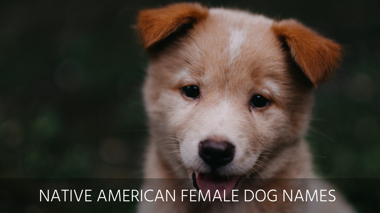 ultimate-list-of-the-top-200-native-american-dog-names-cute-and