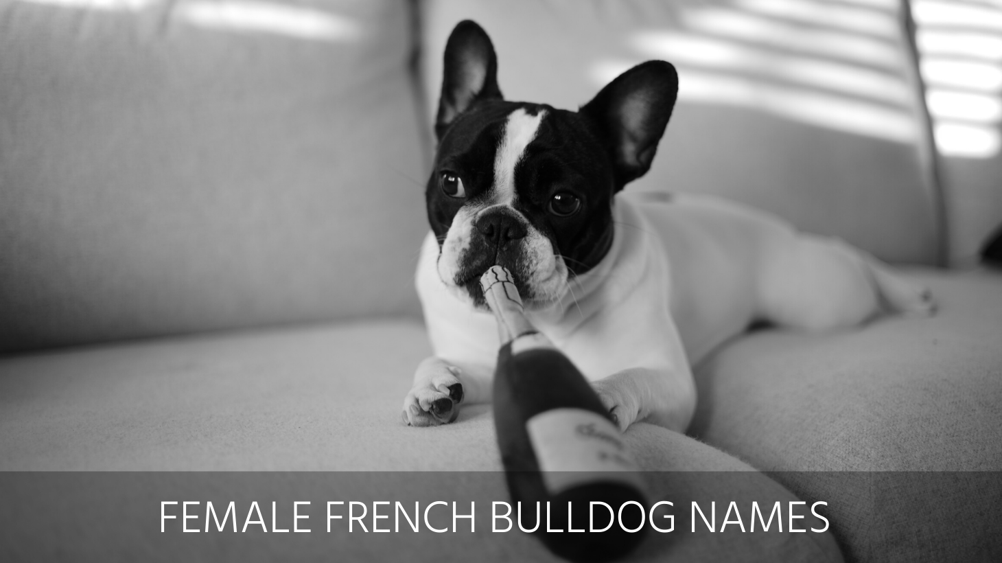 ultimate-list-of-the-top-500-french-bulldog-dog-names-famous-funny