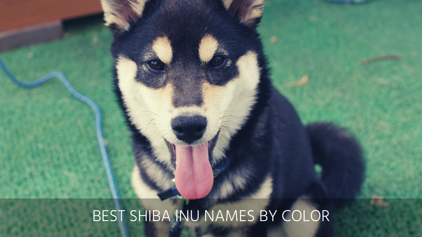 Ultimate List Of The Top 300+ Shiba Inu Dog Names - Good, Cute And