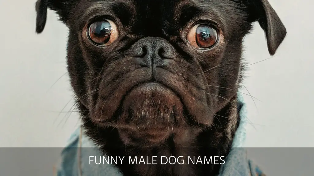 List Of Cool Puppy Names For A Male