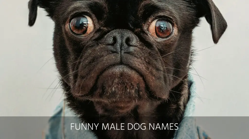 Funny dog 2024 names girl