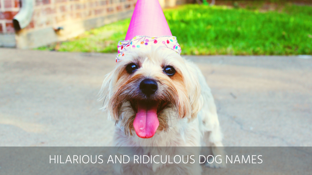 Ultimate List Of The Top 400+ Funny Dog Names – Hilarious, Witty, Silly,  Clever Puppy Name Ideas