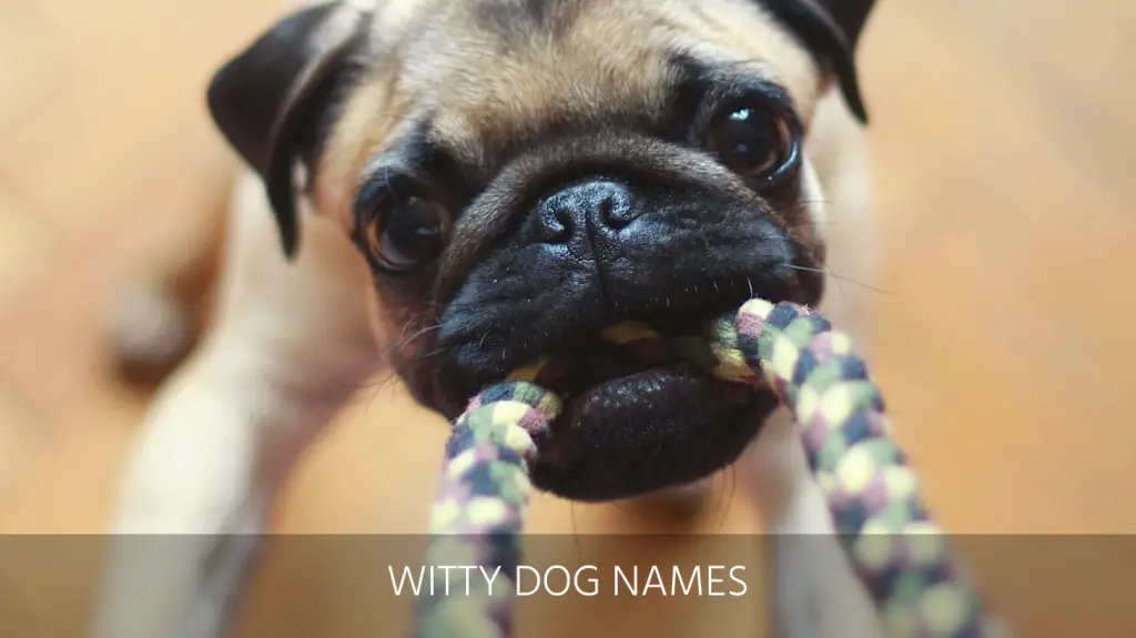 The Top 400 Dog & Puppy Names