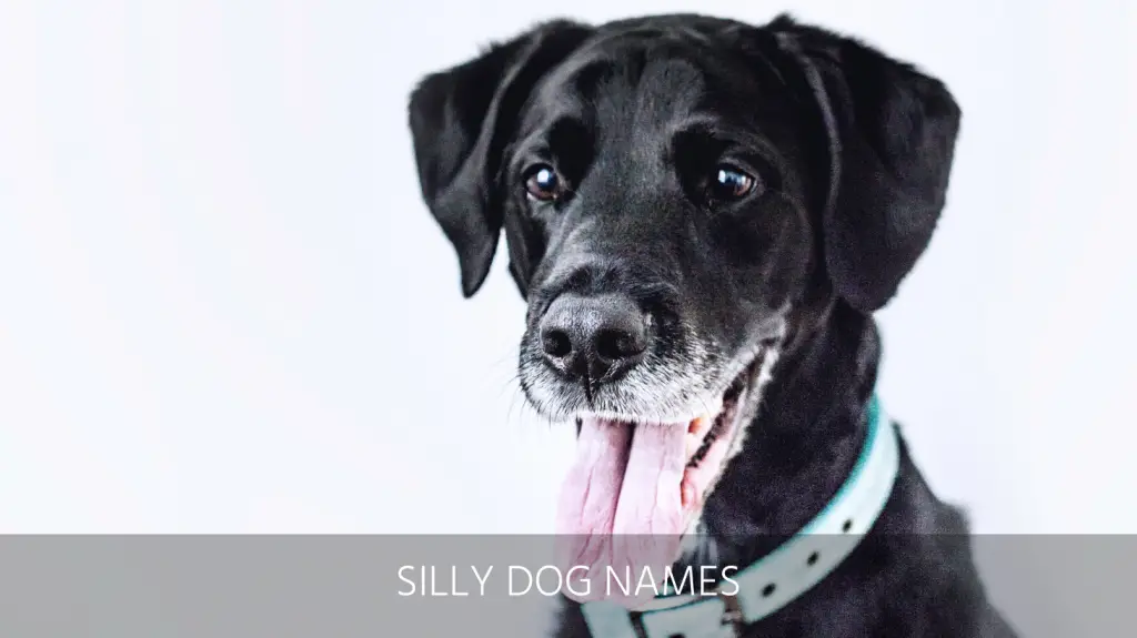 Ultimate List Of The Top 400+ Funny Dog Names – Hilarious, Witty, Silly ...