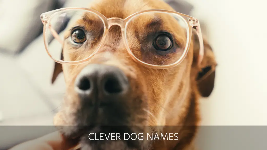 Ultimate List Of The Top 400 Funny Dog Names Hilarious Witty Silly Clever Puppy Name Ideas