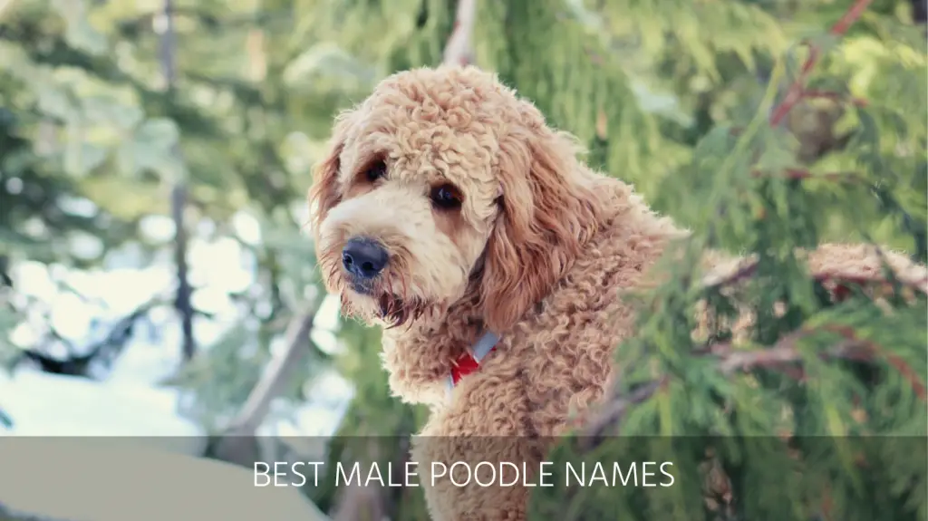 Ultimate List of the Top 1000+ Poodle Dog Names - Standard, Cute, Toy Puppy  Name Ideas
