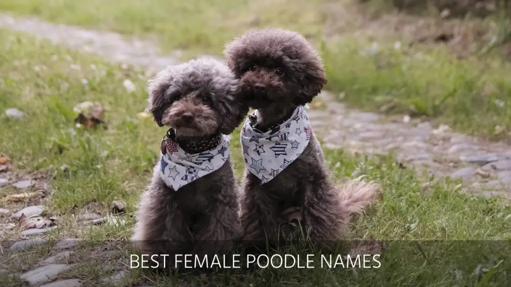 top poodle names
