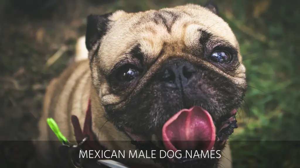 Ultimate List Of The Top 800 Mexican Dog Names Funny Cute Aztec 