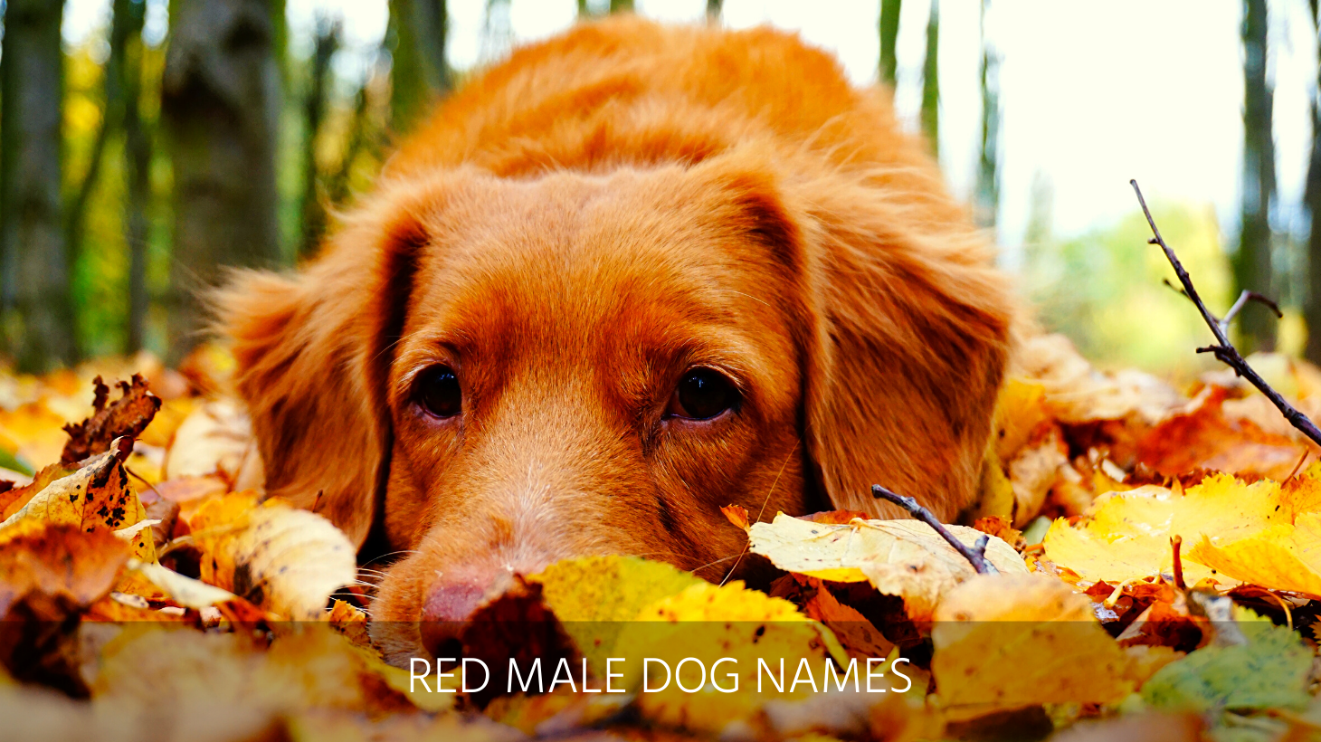 Ultimate List of 400+ Red Dog Names - Ginger, Orange, Reddish Puppy Names