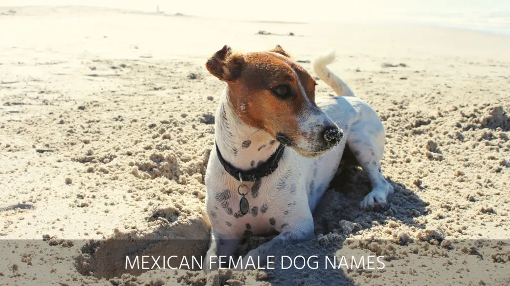 what are good mexican dog names