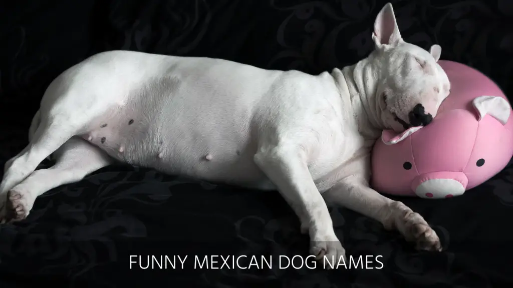 what are good mexican dog names