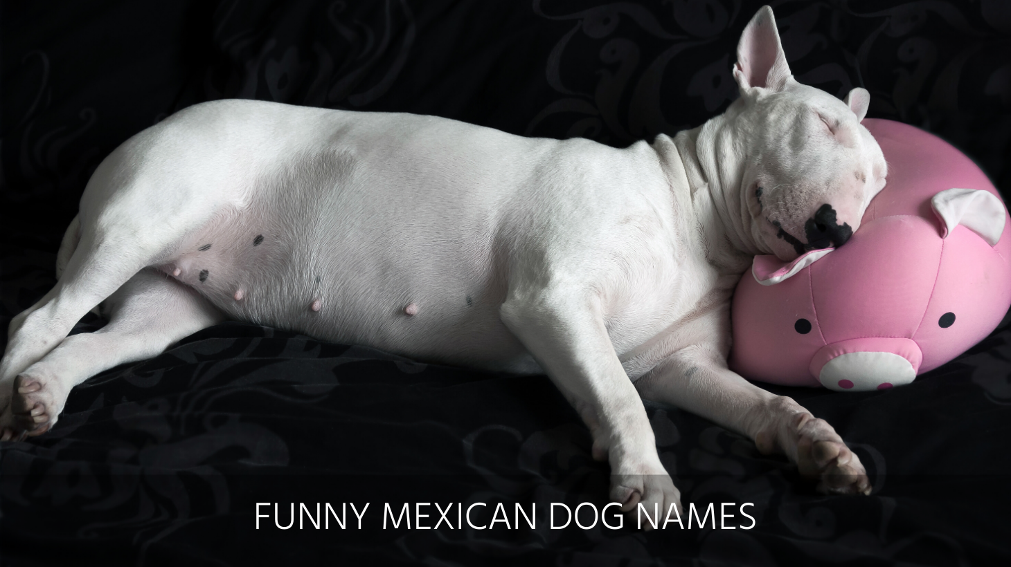 ultimate-list-of-the-top-800-mexican-dog-names-funny-cute-aztec