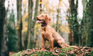 freeze dried dog foods