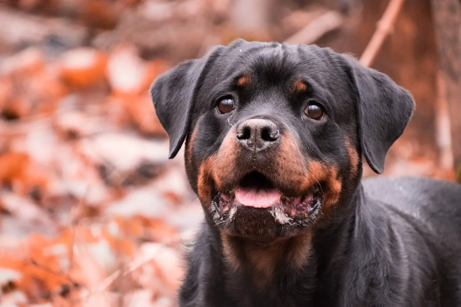 Ultimate List of the Top 800+ Rottweiler Dog Names ...