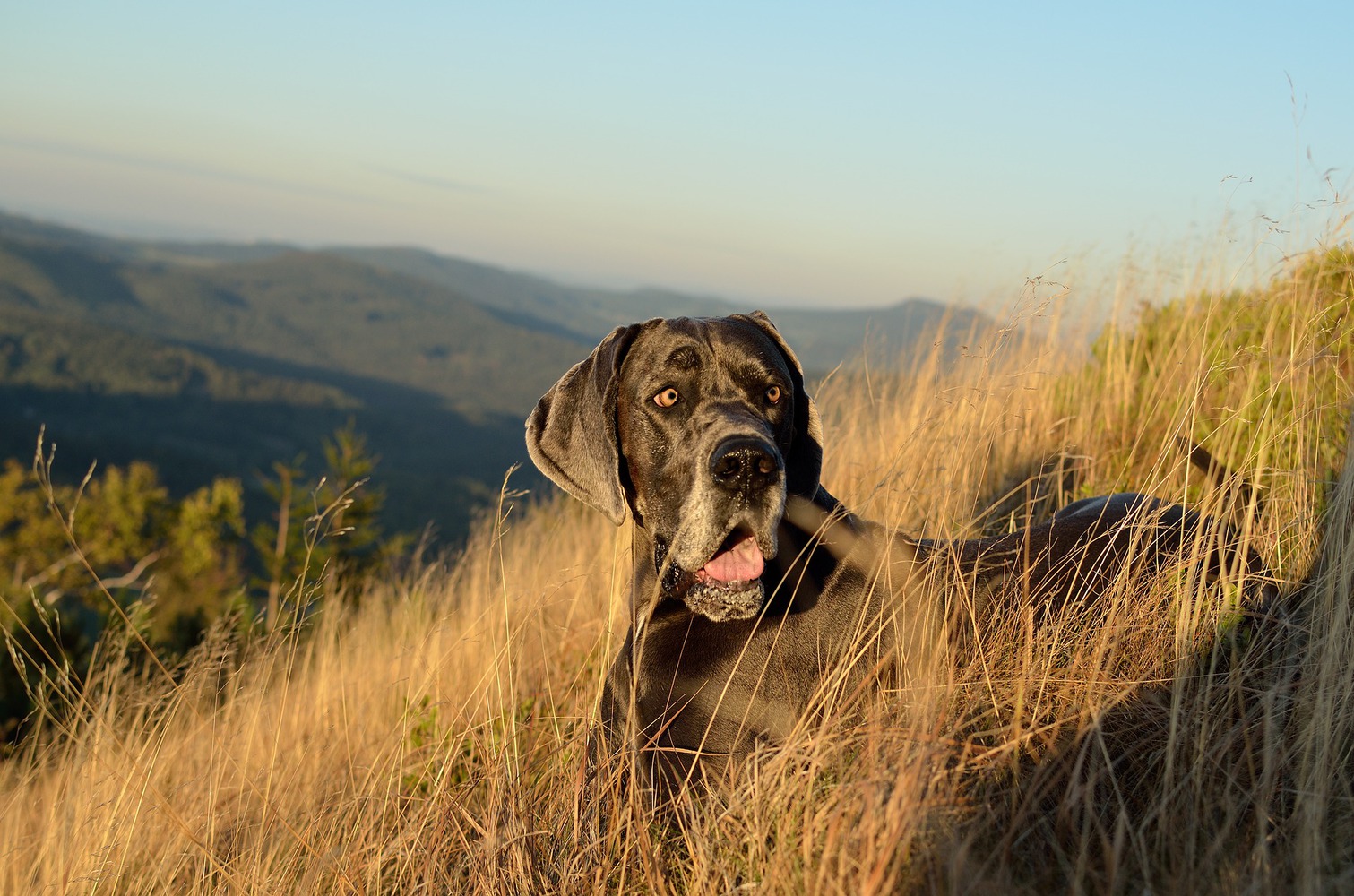 Ultimate List of the Top 900+ Great Dane Dog Names - Famous, Ironic