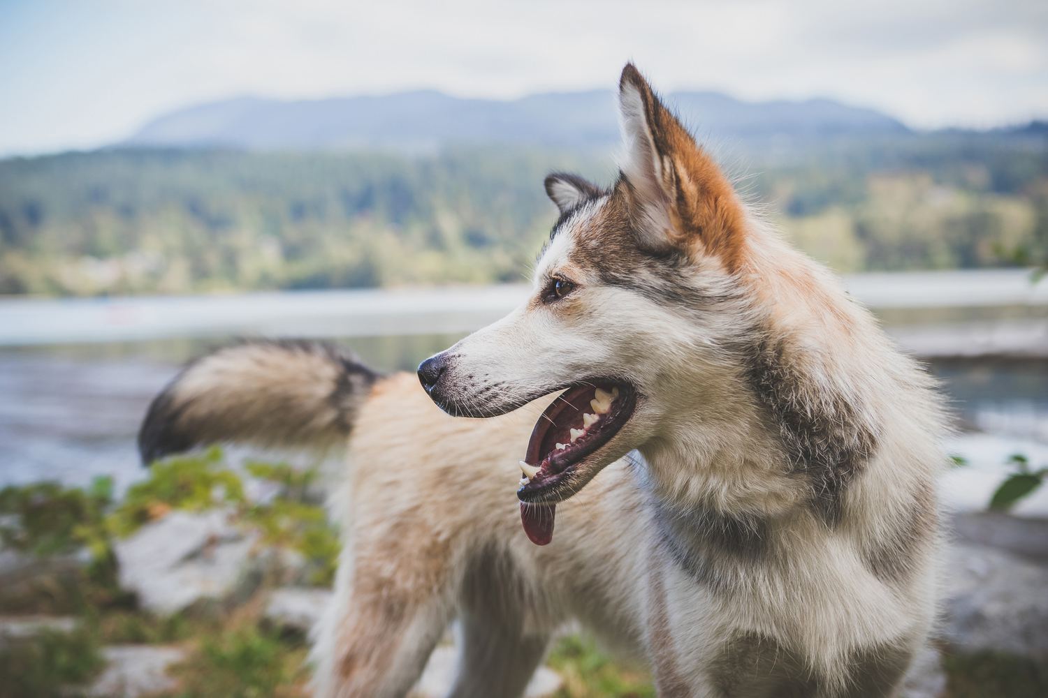 ultimate-list-of-the-top-200-native-american-dog-names-cute-and-popular-puppy-name-ideas