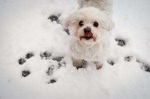 Dog Food Small Dogs