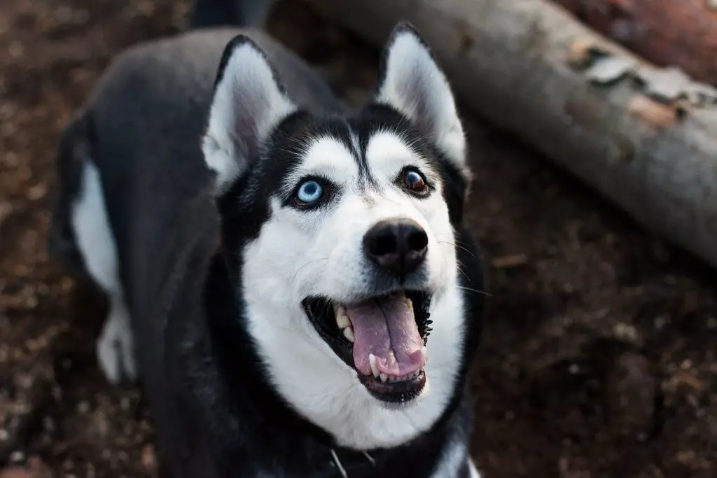 best names for husky dog