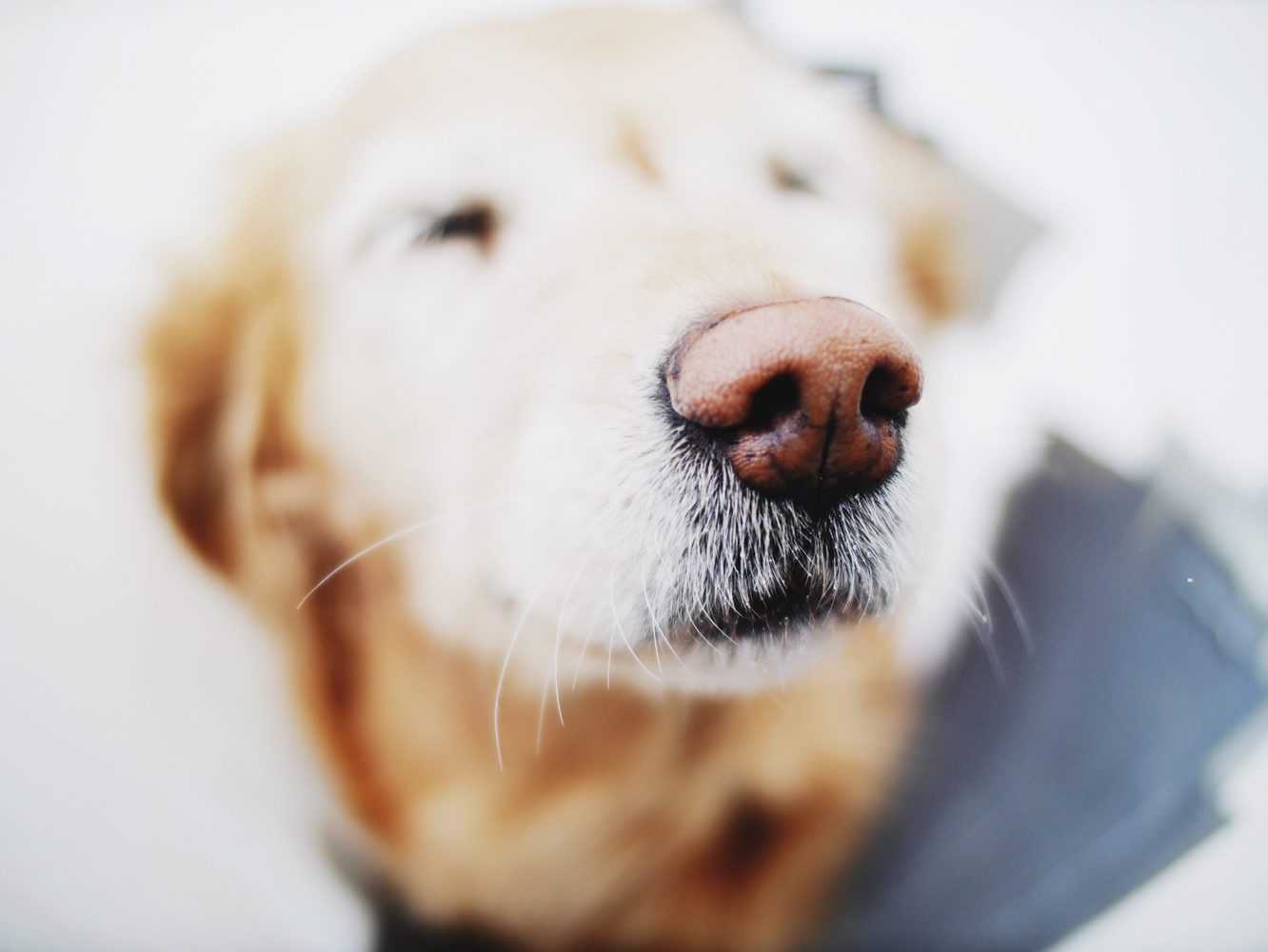 ultimate-list-of-the-top-800-mexican-dog-names-funny-cute-aztec