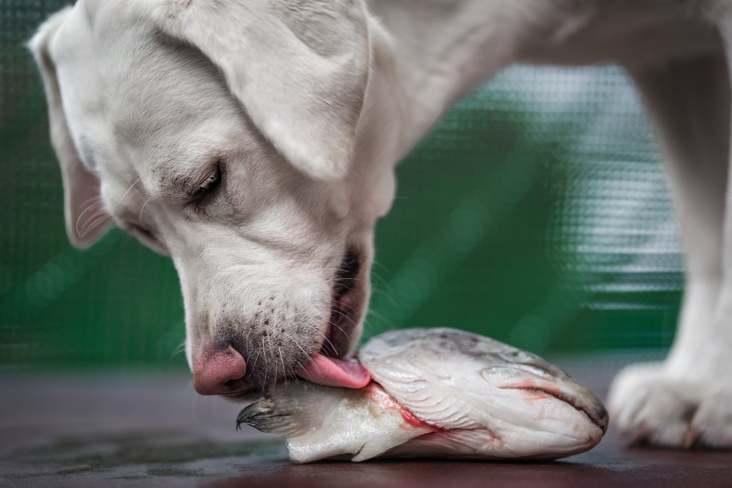 The Best Salmon Dog Food in 2021 - Reviews and Ratings of the Best Wet