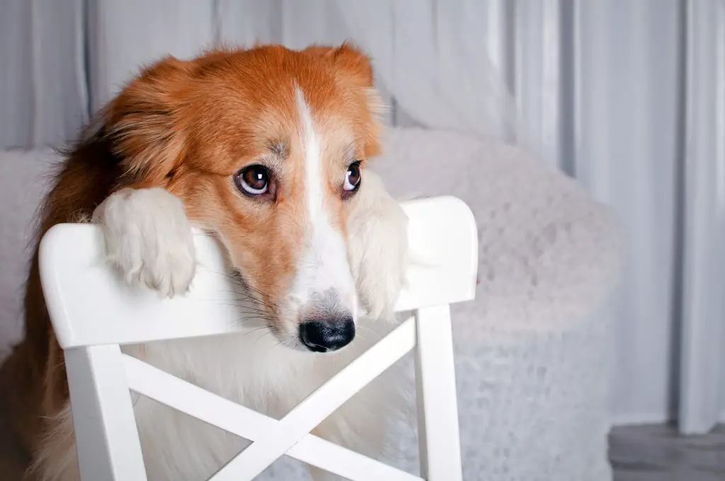 can therapy dogs sense sadness