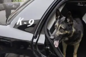 k9 police dog names