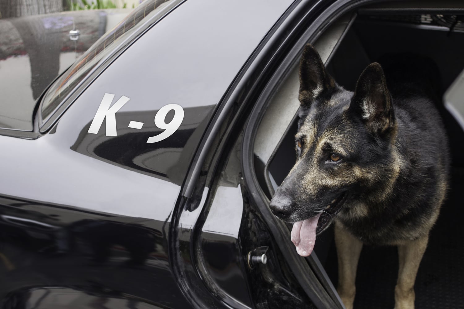 Ultimate List Of The Top 500 Police Dog Names Cop K9 Law 