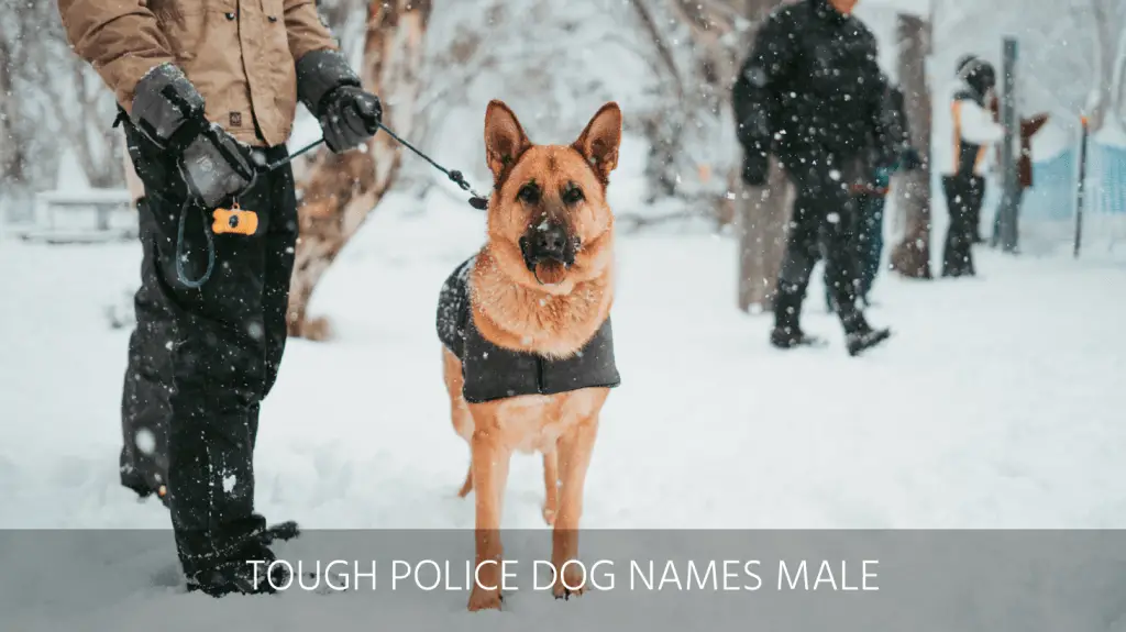 Ultimate List Of The Top 500 Police Dog Names Cop K9 Law Enforcement Dog Name Ideas For Puppies