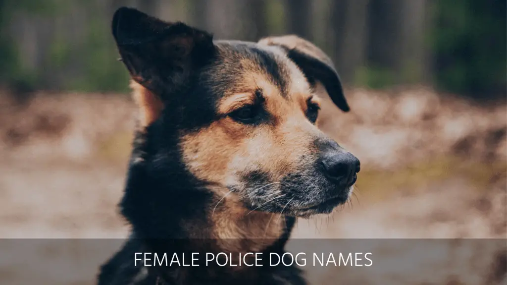 Female police clearance dog names