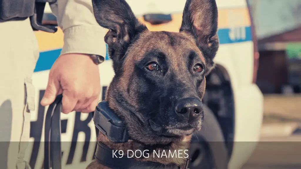 K9 sales dog names