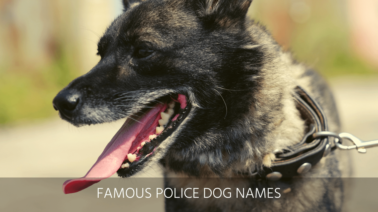 ultimate-list-of-the-top-500-police-dog-names-cop-k9-law